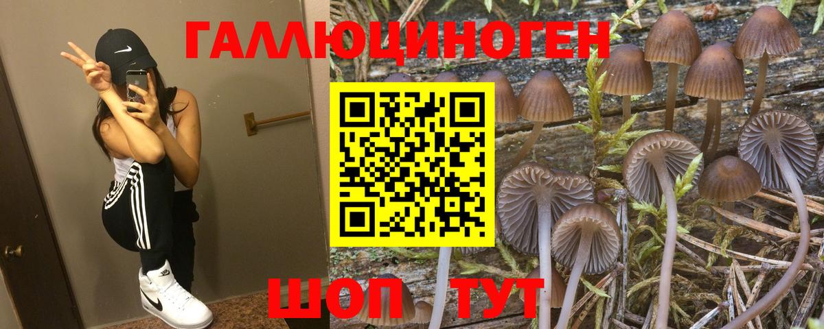 Псилоцибиновые грибы Psilocybine cubensis Реутов